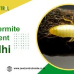 Anti Termite Treatment in Delhi