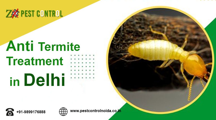 Anti Termite Treatment in Delhi