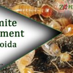 Termite Treatment in Noida