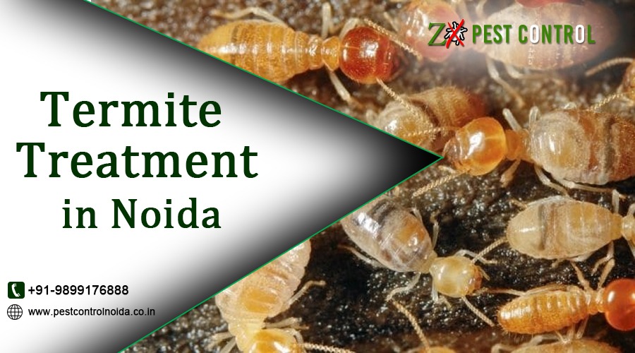 Termite Treatment in Noida