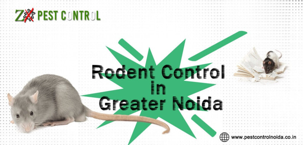 Rodent Control in Greater Noida