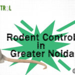 Rodent Control in Greater Noida