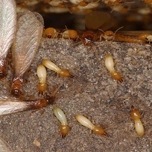 Anti Termite Control in Haryana